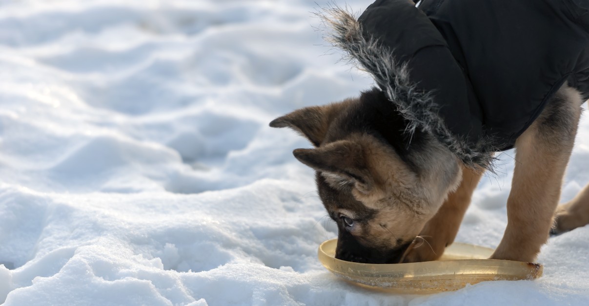 The Importance of Hydration for Pets in Cold Weather